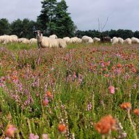 56. Cultureel levend erfgoed schaapskudde de belhamel